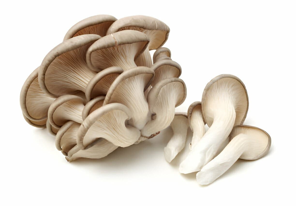 Cluster of fresh oyster mushrooms
