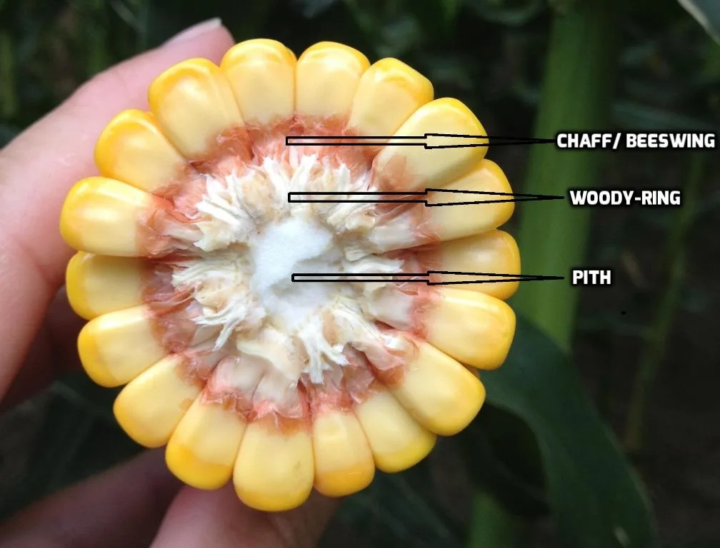 Cross-section of a corn cob