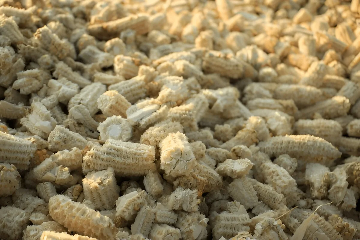 Piled empty corn cobs on ground