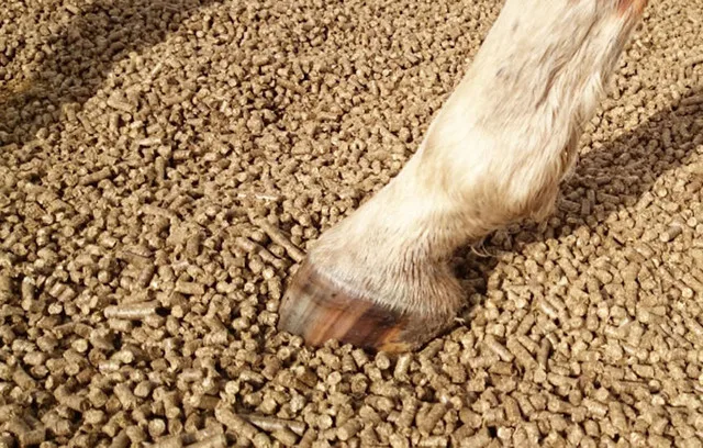 Horse hoof on corn cob bedding