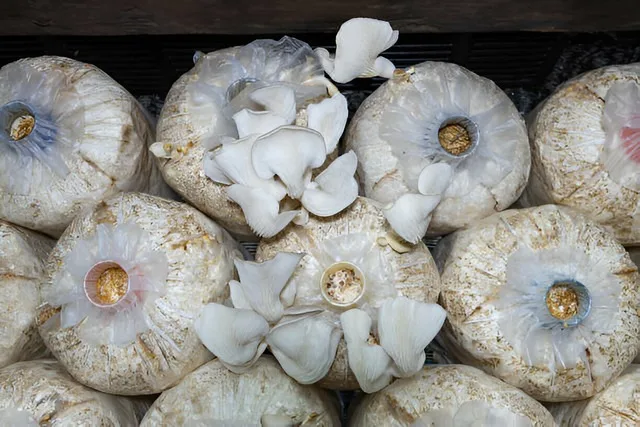 Bags of growing oyster mushrooms.