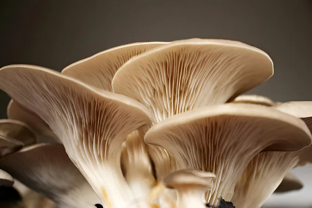 Close-up of oyster mushrooms growing