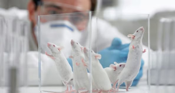 White mice in laboratory setting